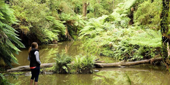 Morwell National Park