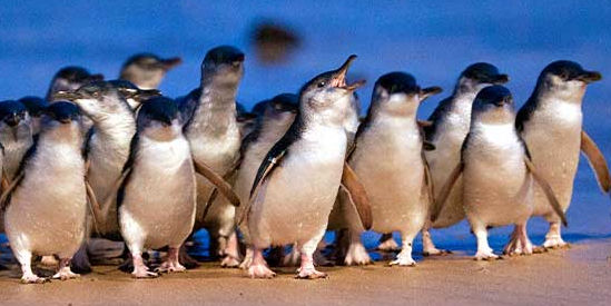 Penguin Parade