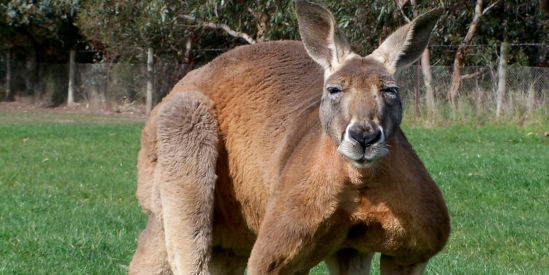 Phillip Island Wildlife Park