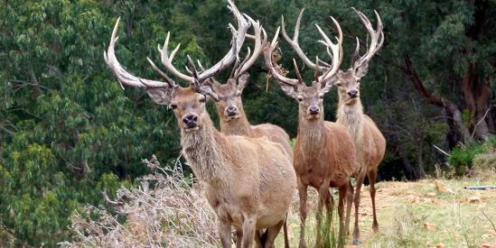 Red Stag Deer & Emu Tourist Farm