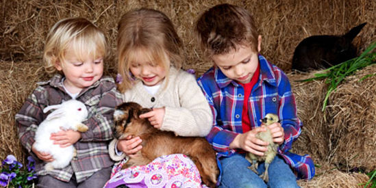 Rain, Hayne & Shine Farmyard