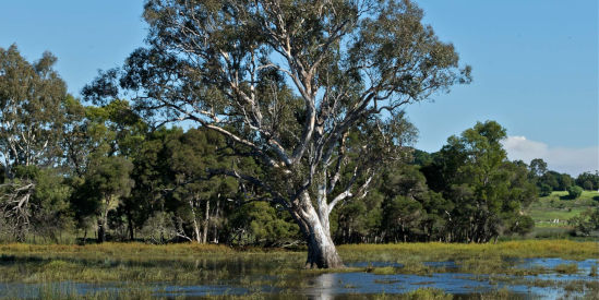 Sale Common Nature Conservation Reserve