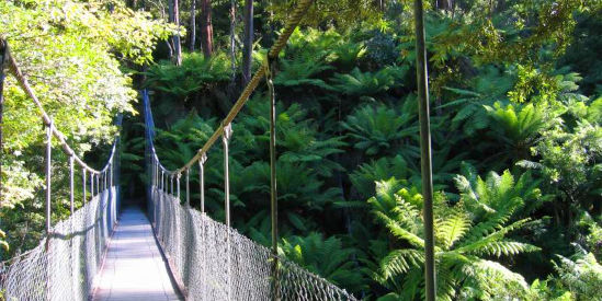 Tarra - Bulga National Park