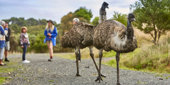 Wildlife Wonders