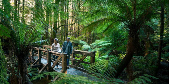 Yarra Ranges National Park