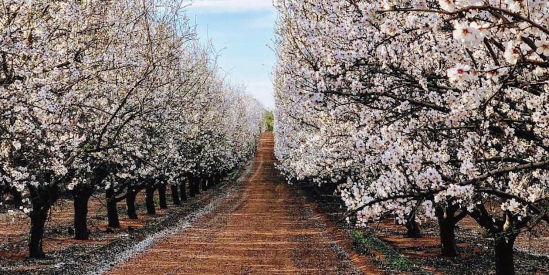 Mallee Almond Blossom Festival