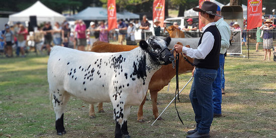 Red Hill Show