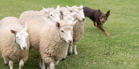 Seymour Alternative Farming Expo