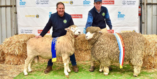 Sheepvention