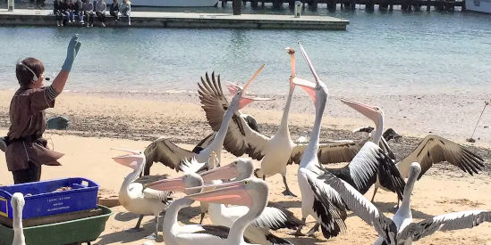 Exceptional Phillip Island Area Tours