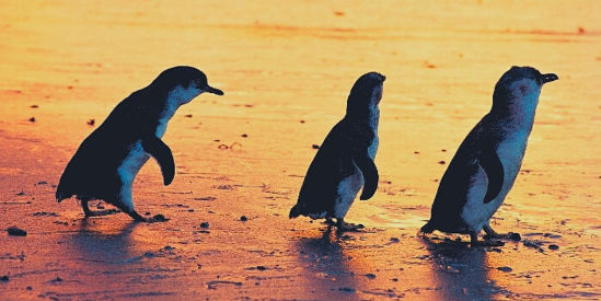 Phillip Island Day Tour