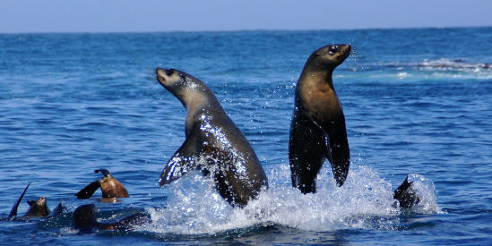 Seals By Sea Tours