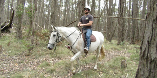 Silver Brumby Trails