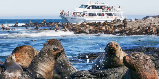 Wildlife Coast Cruises