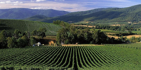 Wine Hop & Scenic Tours