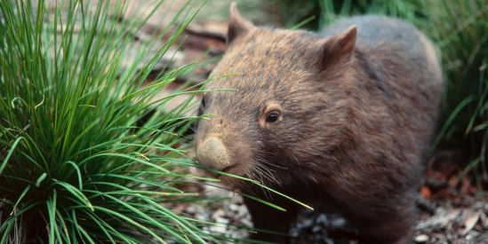 Wombat Discovery Tours