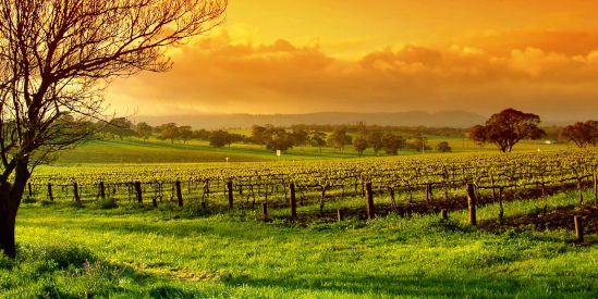Yarra Valley Winery Tours