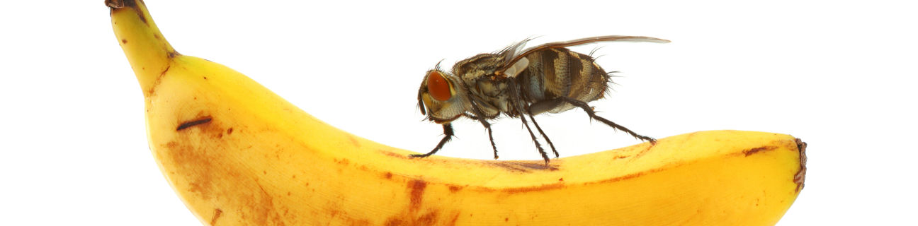 Food quarantine rules