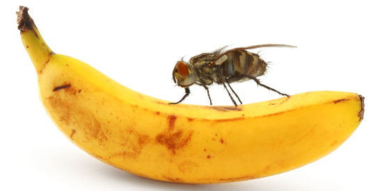 Food quarantine rules