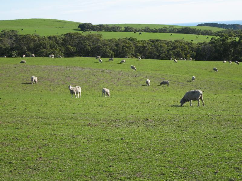Walkerville - Walkerville Road between Promontory View estate and Walkerville South Road: Sheep grazing