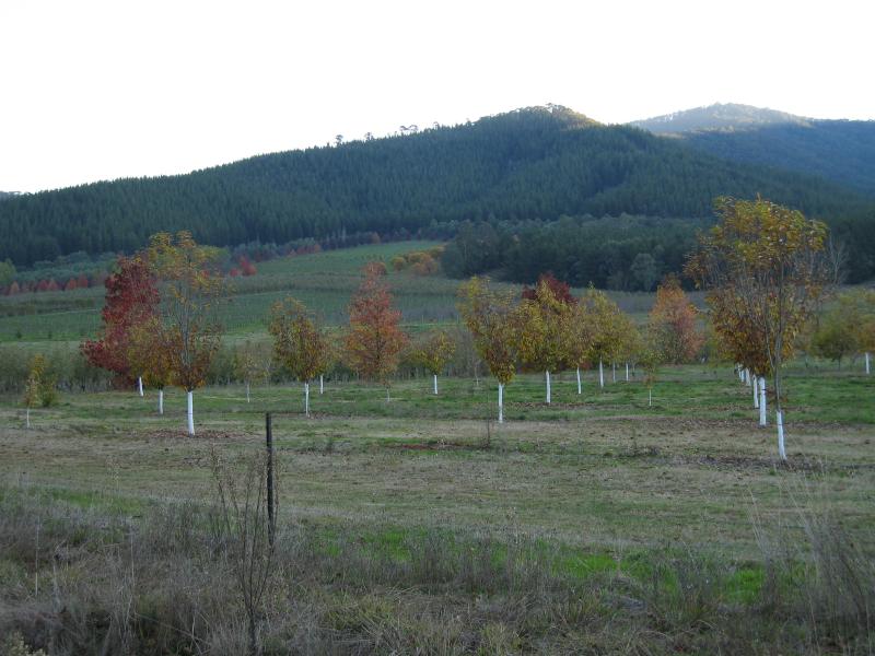 Wandiligong - Southern outskirts of Wandiligong: View west through orchard, Morses Creek Rd south of Centenary Av
