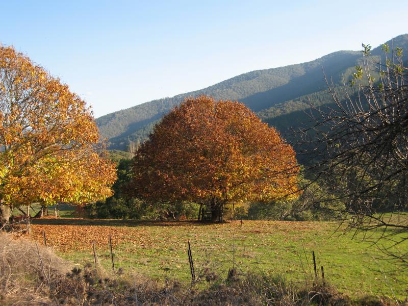 Wandiligong - Northern outskirts of Wandiligong: View south-west from Morses Creek Rd at School Rd