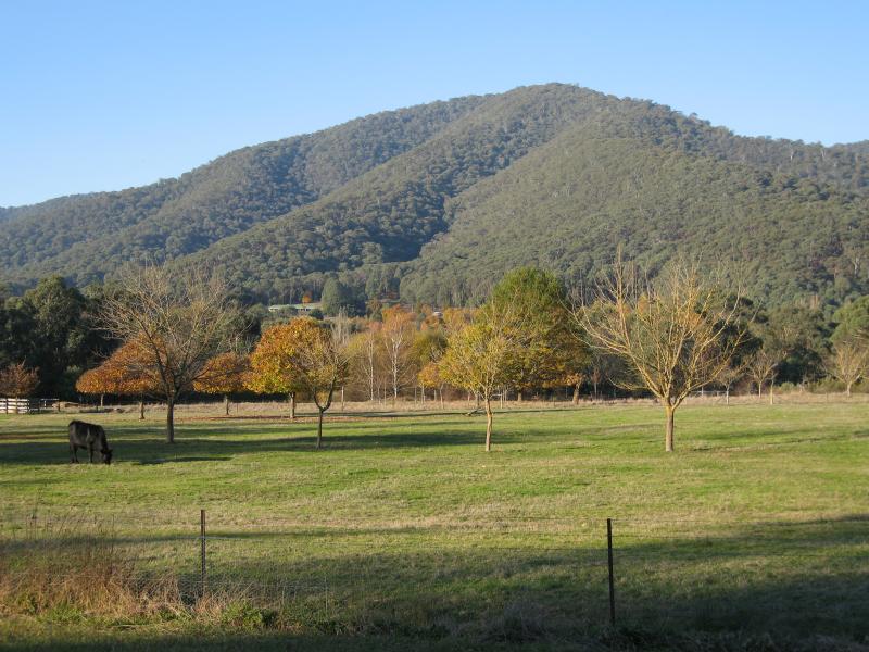 Wandiligong - Centenary Avenue: View east, Centenary Av north of Jagoes Rd