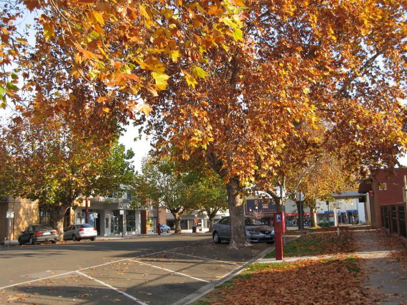 Wangaratta - Commercial centre and shops - Autumn leaves, view north-west along Ely towards Murphy St