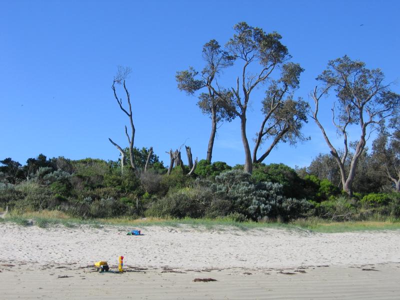 Waratah Bay - Beach and foreshore, corner Brown Street and Gale Street: Foreshore viewed from beach