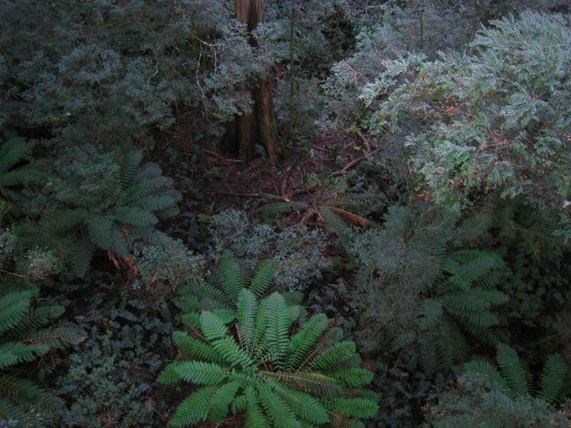 Warburton - Cement Creek and Rainforest Gallery: View straight down to forest floor from Rainforest Gallery Skywalk
