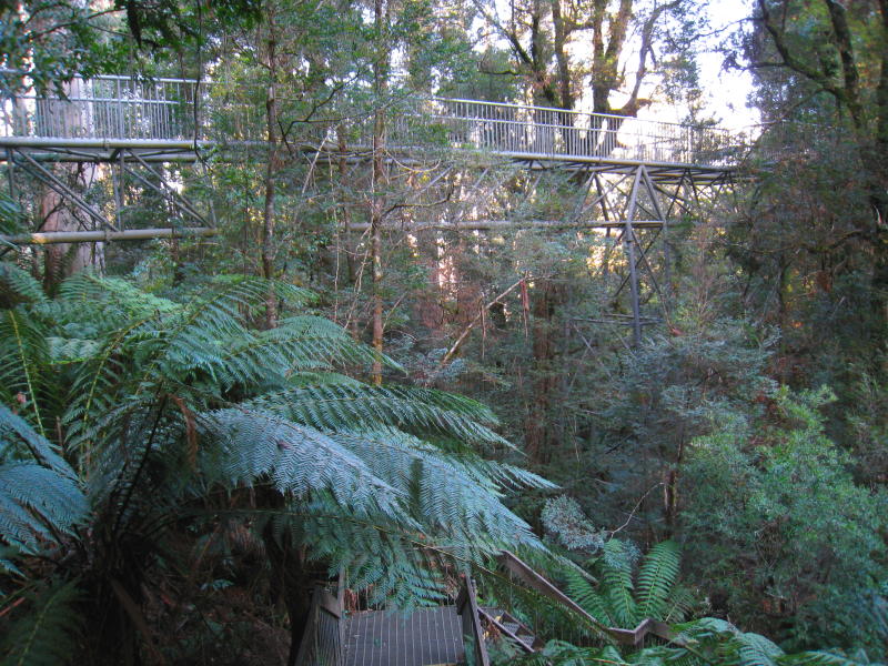 Warburton - Cement Creek and Rainforest Gallery: View towards Rainforest Gallery Skywalk from steps down to forest floor