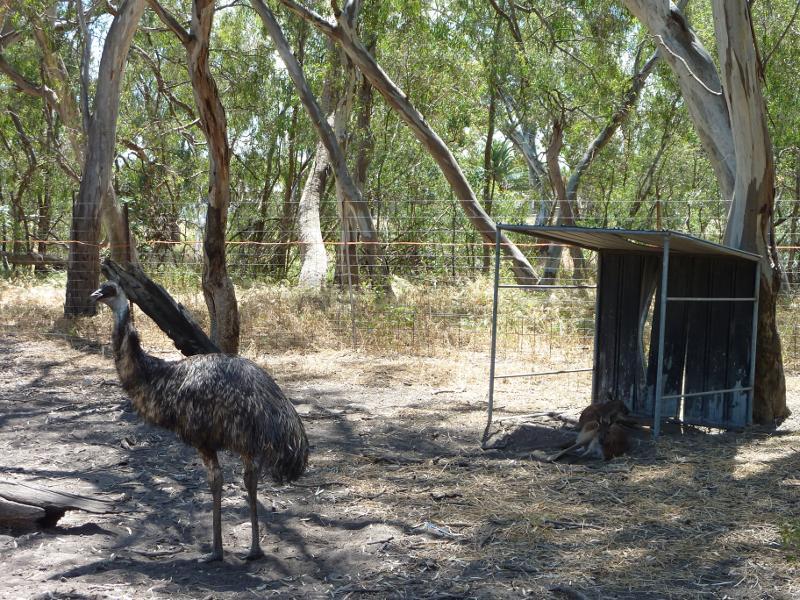 Warracknabeal - Lions Flora and Fauna Park, Yarriambiack Creek - Emu enclosure, Lions Park