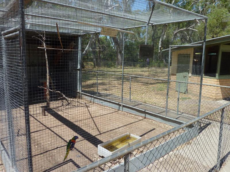 Warracknabeal - Lions Flora and Fauna Park, Yarriambiack Creek - Parrot in bird enclosure, Lions Park