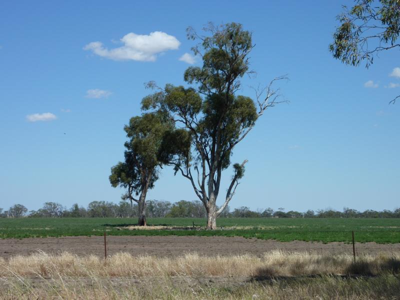 Warracknabeal - Henty Highway south side of Warracknabeal - Westerly view, 2.5 km north of Ailsa Rd