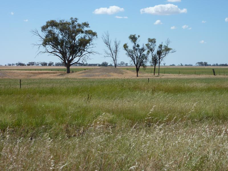 Warracknabeal - Henty Highway south side of Warracknabeal - Easterly view, 2.5 km north of Ailsa Rd
