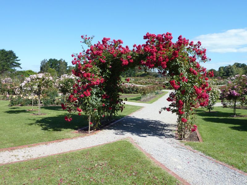 Werribee - Victoria State Rose Garden at Werribee Park, Werribee South - Archway of roses