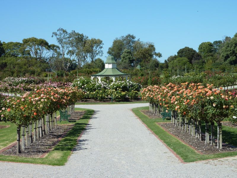 Werribee - Victoria State Rose Garden at Werribee Park, Werribee South - Path lined with standard roses leading to rotunda