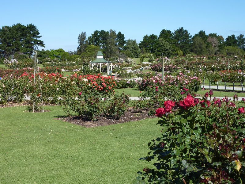 Werribee - Victoria State Rose Garden at Werribee Park, Werribee South - Roses in the garden