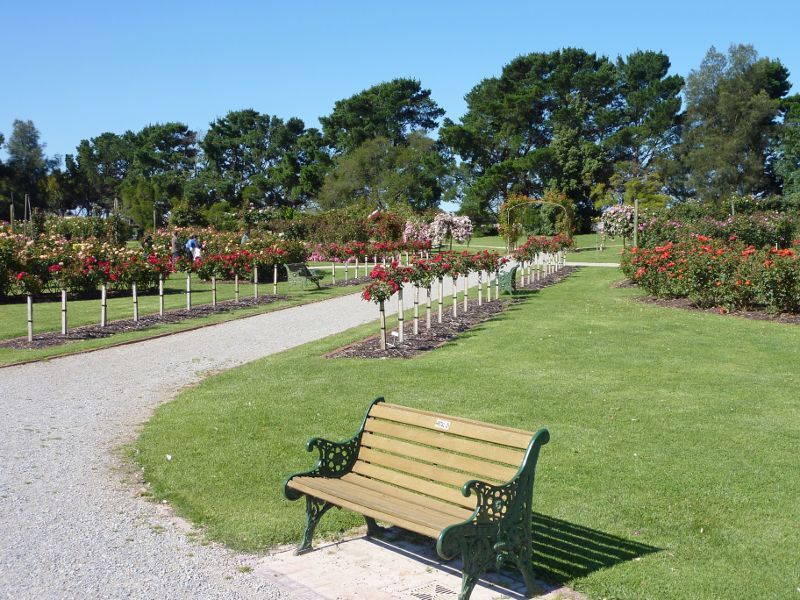 Werribee - Victoria State Rose Garden at Werribee Park, Werribee South - Avenue of standard roses