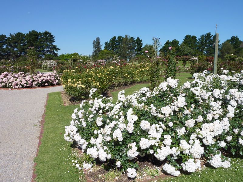 Werribee - Victoria State Rose Garden at Werribee Park, Werribee South - Roses in the garden