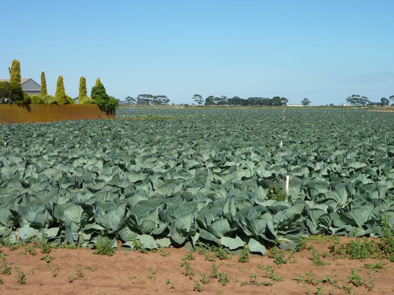Werribee - Farmland along K Road and Diggers Road, Werribee South - Cabbage farm, east side of K Rd, north of Peter Gahan Dr