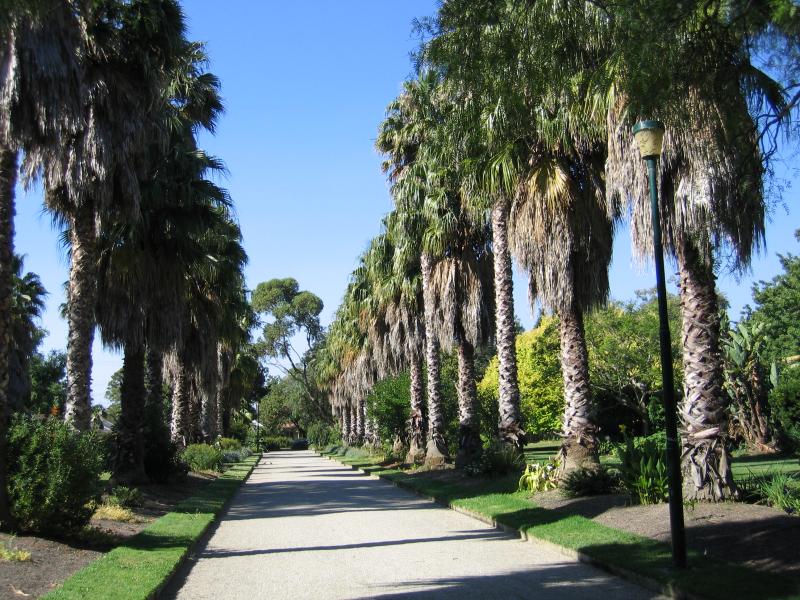 Williamstown - Fearon Reserve and Williamstown Botanic Gardens, Giffard Street: Palm trees, Botanic Gardens