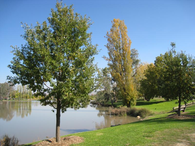 Wodonga - Sumsion Gardens: View south-west along northern side of lake