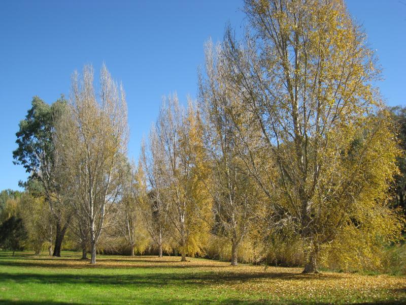 Wodonga - Park beside Huon Creek Road at House Creek and Huon Creek: View south-west through park beside creek