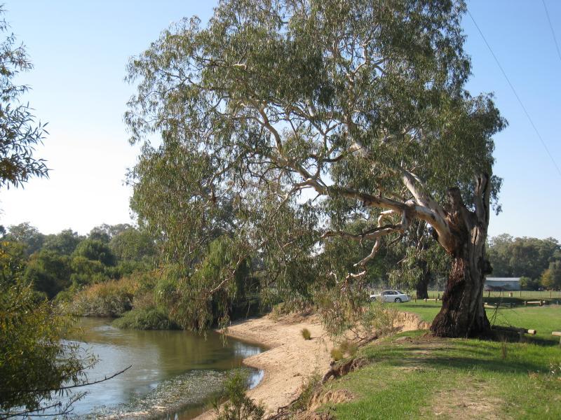 Wodonga - Bonegilla Island (access only via Waterworks Road, East Albury): View south-east along Murray River from Island Rd along river bank