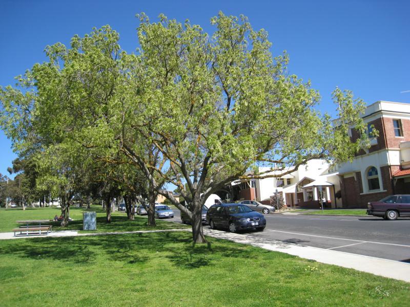 Wonthaggi - Watt Street and gardens along centre of southern end of McBride Avenue: View south along McBride Av between Watt St and Baillieu St