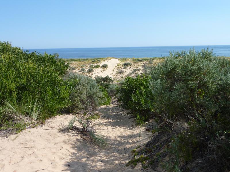 Wonthaggi - Wreck Beach, off southern end of Berrys Road: View along pathway to beach