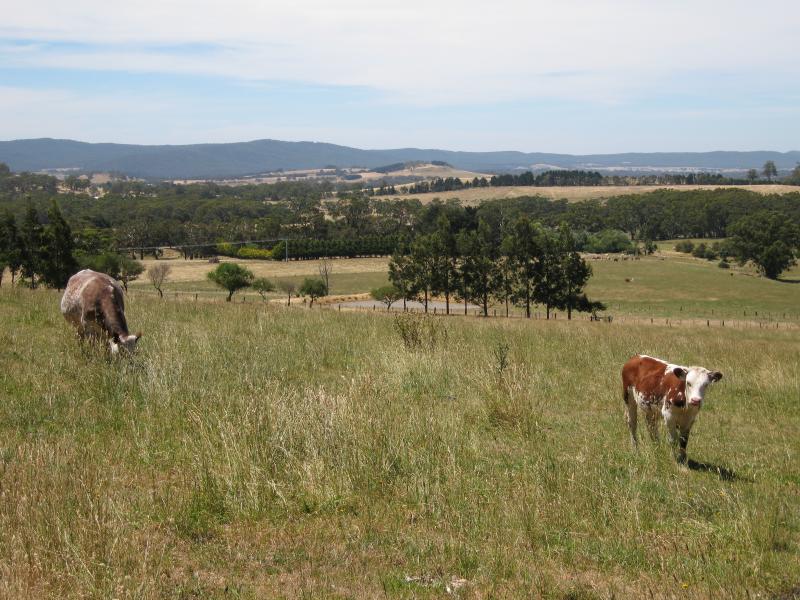Woodend - Scenery near Hanging Rock: Northerly view, Straws La between Mt Macedon Rd and Romsey Rd