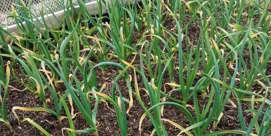 Mountain View Garlic, Woodend