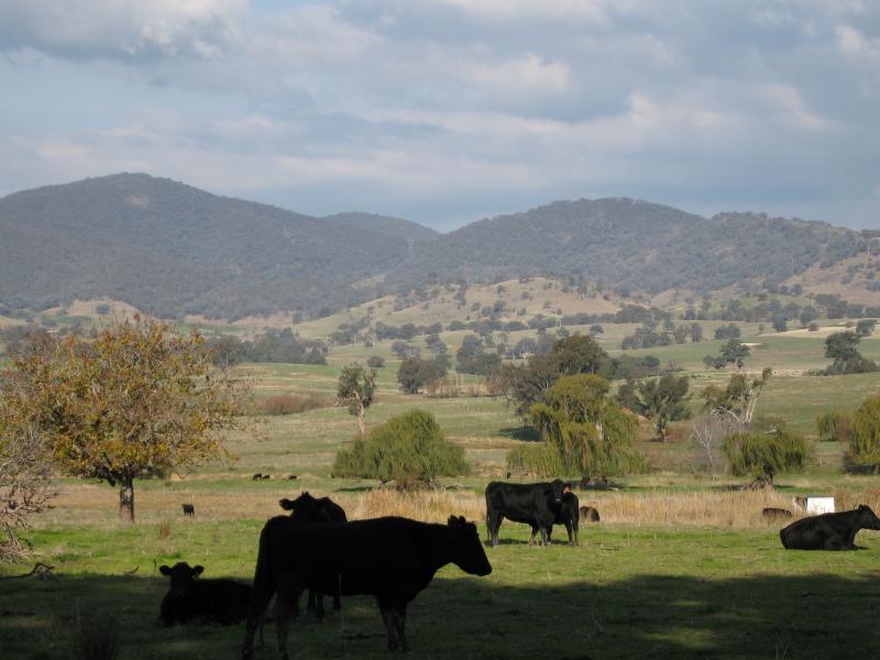 Yackandandah - Wodonga Road, north-east of Yackandandah: View south-east towards grazing cattle, Staghorn Flat